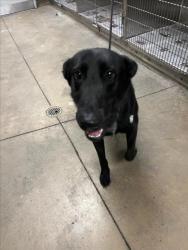 Shelter Stray Male Dog last seen , 14409 Vanowen St, Van Nuys, CA 91405, USA