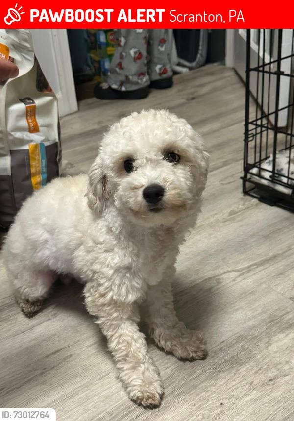 Lost Male Dog last seen Near river st Scranton , Scranton, PA 18505