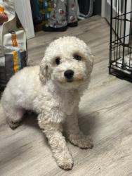 Lost Male Dog last seen Near river st Scranton , Scranton, PA 18505