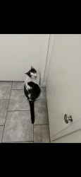 Lost Male Cat last seen Avenue J & 5th Street East, Lancaster, CA 93535