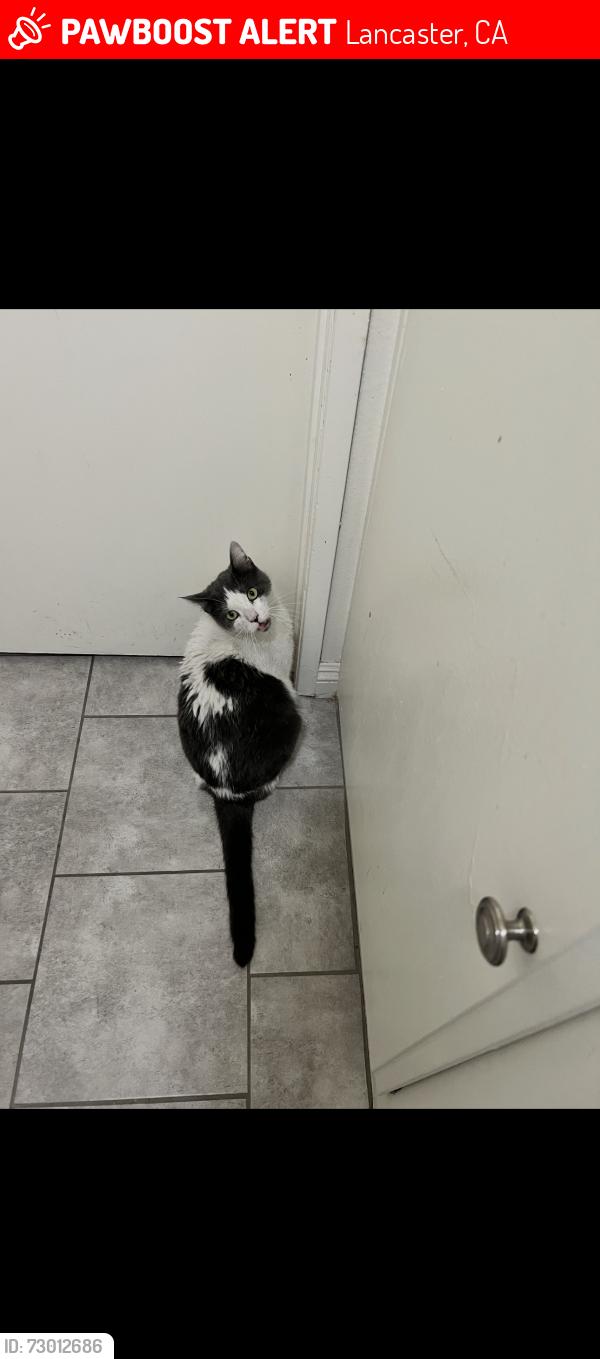 Lost Male Cat last seen Avenue J & 5th Street East, Lancaster, CA 93535