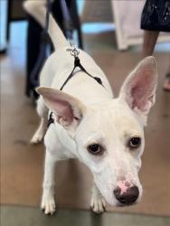 Shelter Stray Male Dog last seen , 14409 Vanowen St, Van Nuys, CA 91405, USA