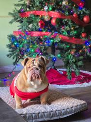 Reunited Male Dog last seen Cobalt and northstar, Victorville, CA 92392