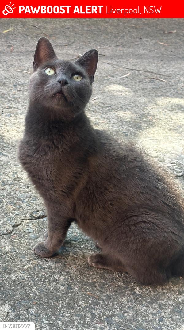 Lost Female Cat last seen Castlereagh Street Liverpool, Liverpool, NSW 2170