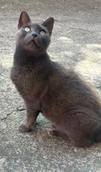 Lost Female Cat last seen Castlereagh Street Liverpool, Liverpool, NSW 2170