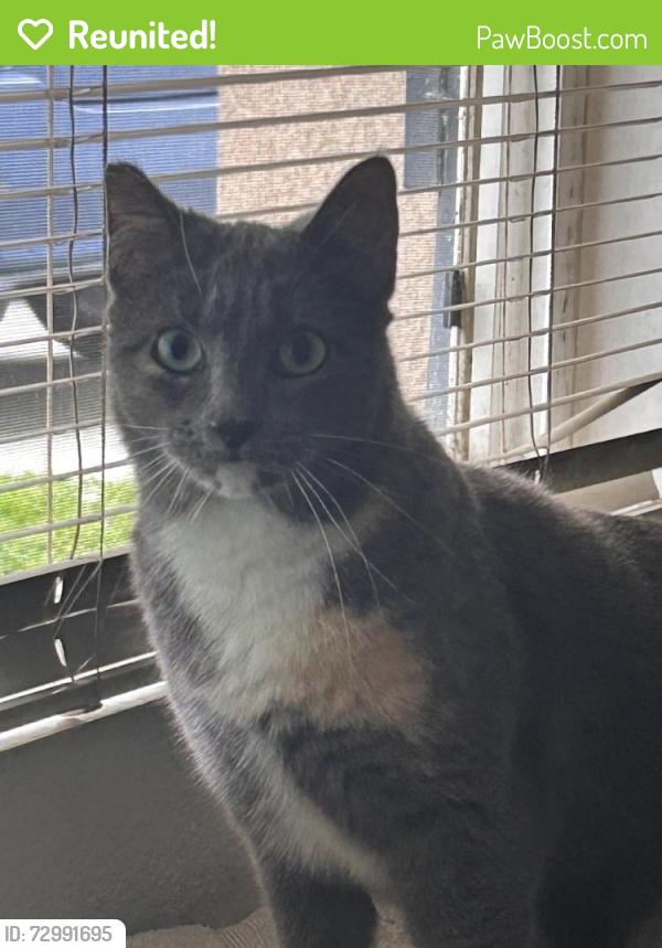 Reunited Female Cat last seen Fontana, CA 92337, USA, Fontana, CA 92337
