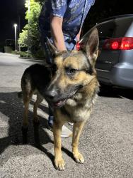 Found/Stray Male Dog last seen Lassen and Corbin, Los Angeles, CA 91311