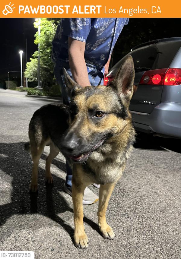 Found/Stray Male Dog last seen Lassen and Corbin, Los Angeles, CA 91311