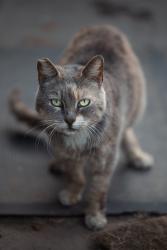 Lost Female Cat last seen Webster ave, Long Beach, CA 90810