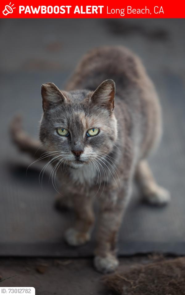 Lost Female Cat last seen Webster ave, Long Beach, CA 90810