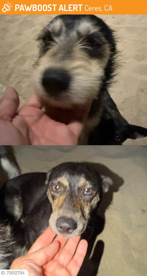 Found/Stray Unknown Dog last seen Eastgate kiwi, Ceres, CA 95307