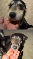 Found/Stray Unknown Dog last seen Eastgate kiwi, Ceres, CA 95307