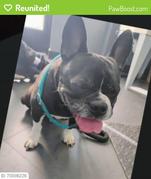 Reunited Male Dog last seen Caton Farm and Rt59 jewel osco, Joliet, IL 60586