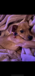 Reunited Male Dog last seen Cinnabar Drive, Frisco, TX 75035