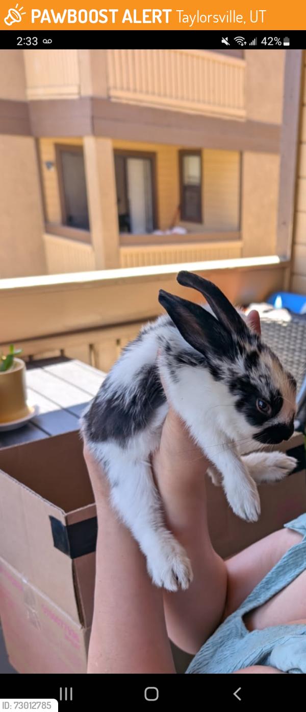 Found/Stray Unknown Rabbit last seen Summerwood apmts on the north side, Taylorsville, UT 84129