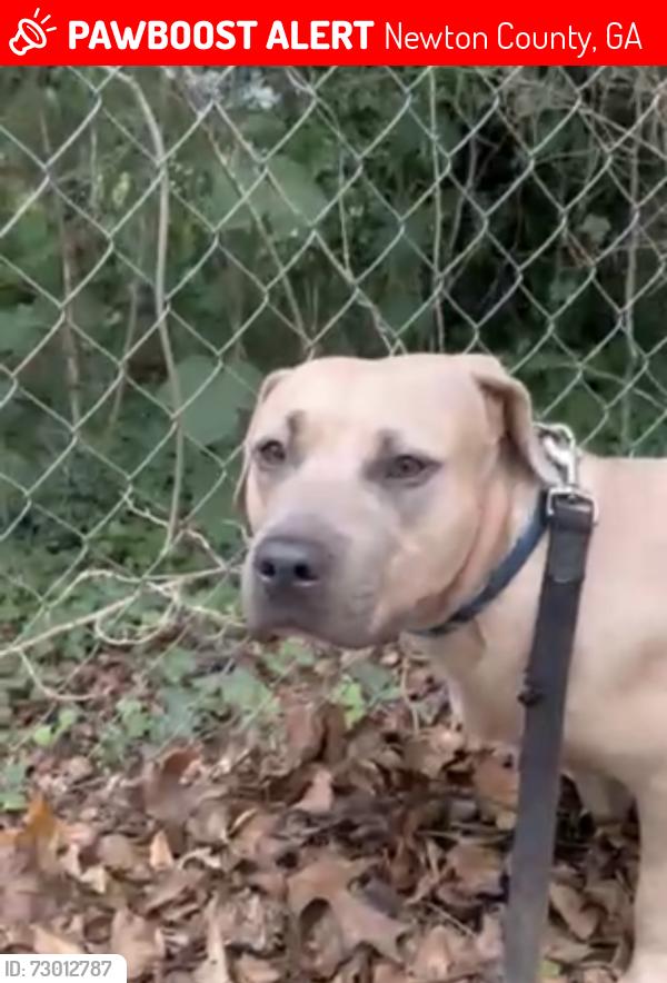 Lost Female Dog last seen we hunt road, Newton County, GA 30016