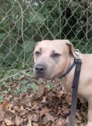 Lost Female Dog last seen we hunt road, Newton County, GA 30016