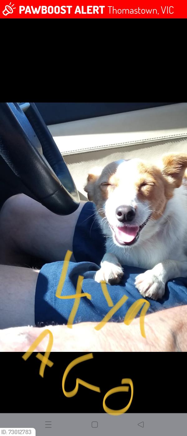 Lost Male Dog last seen Whittlesea Public Gardens , Thomastown, VIC 3074