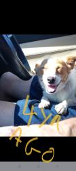 Lost Male Dog last seen Whittlesea Public Gardens , Thomastown, VIC 3074