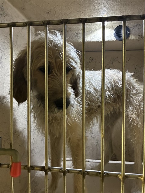 Shelter Stray Female Dog last seen Near BLOCK N 20TH ST, 3528 Newburg Rd, Louisville, KY 40218, USA