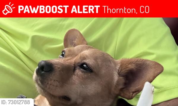 Lost Male Dog last seen Eppinger blvd  and your street, Thornton, CO 80229