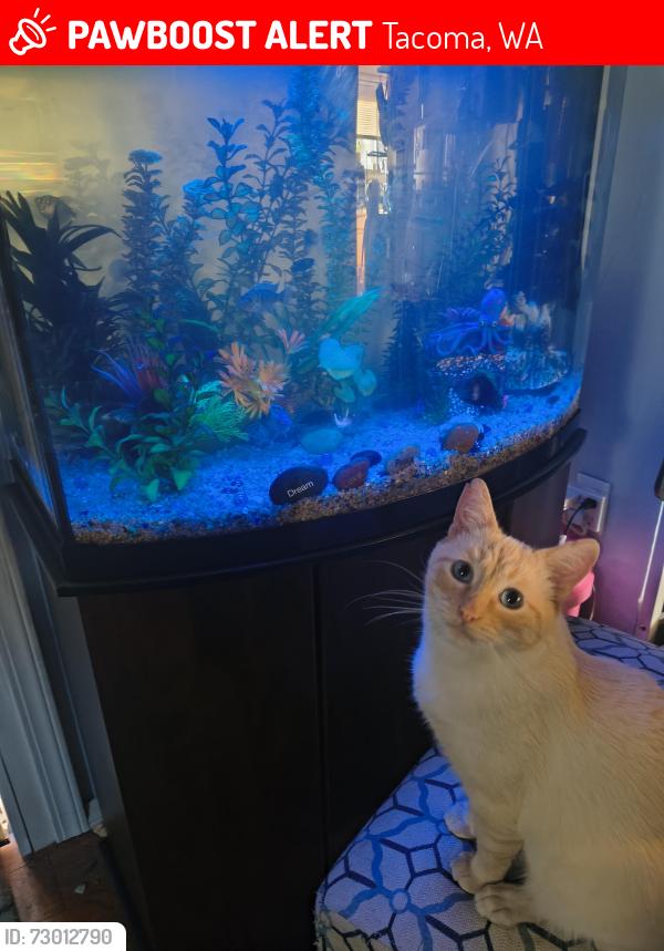 Lost Male Cat last seen 61st & Fawcett Ave, Tacoma, WA 98408