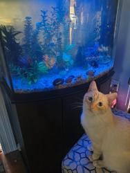 Lost Male Cat last seen 61st & Fawcett Ave, Tacoma, WA 98408