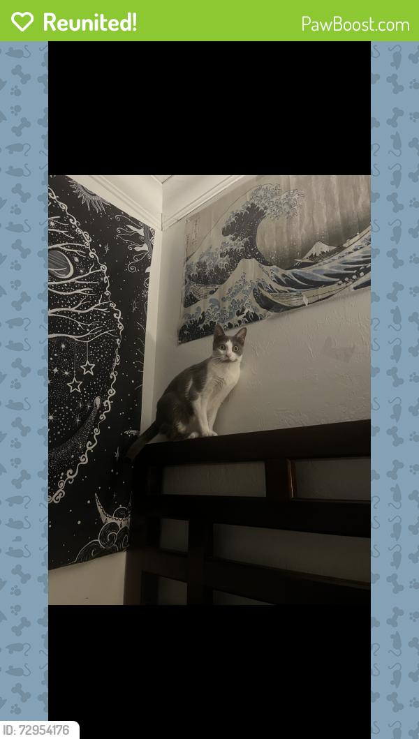 Reunited Female Cat last seen Leonard , Lehigh Acres, FL 33973