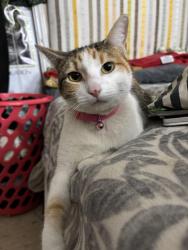 Lost Female Cat last seen San Pedro , San Antonio, TX 78212