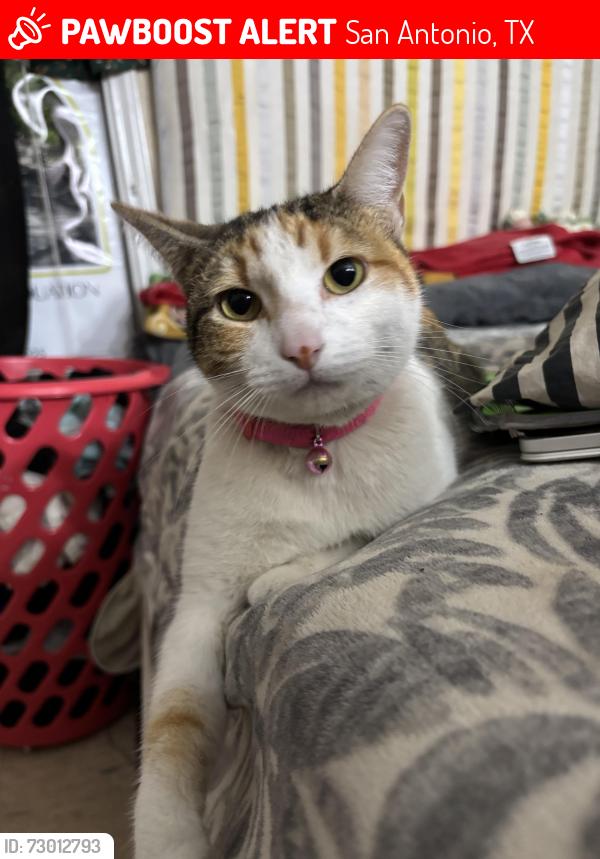Lost Female Cat last seen San Pedro , San Antonio, TX 78212