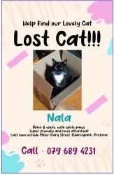 Lost Female Cat last seen Miller Clary Street, Elarduspark, Pretoria, Pretoria, GP 0181