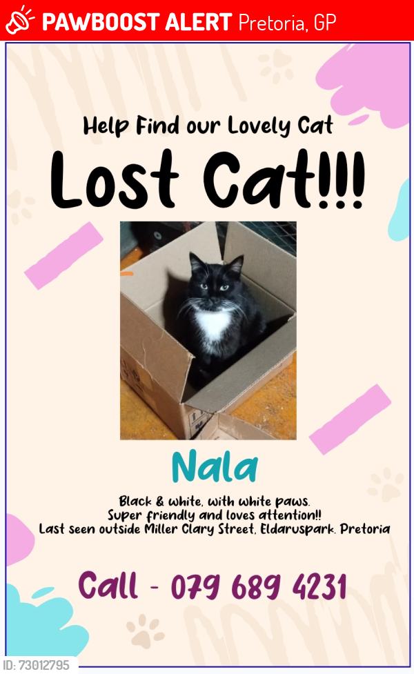 Lost Female Cat last seen Miller Clary Street, Elarduspark, Pretoria, Pretoria, GP 0181