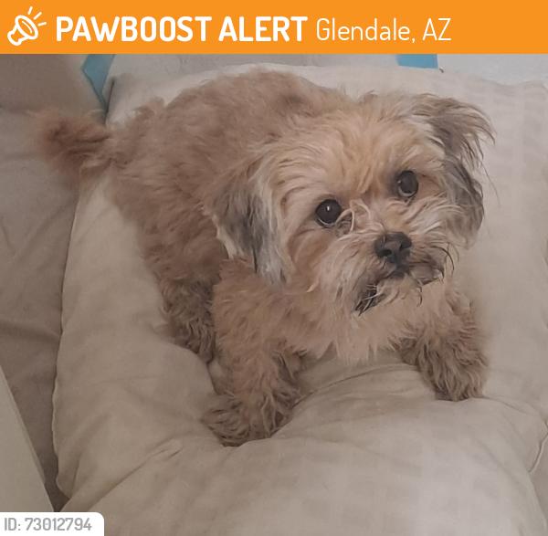 Rehomed Female Dog last seen Olive Avenue across Glendale Community College, Glendale, AZ 85335