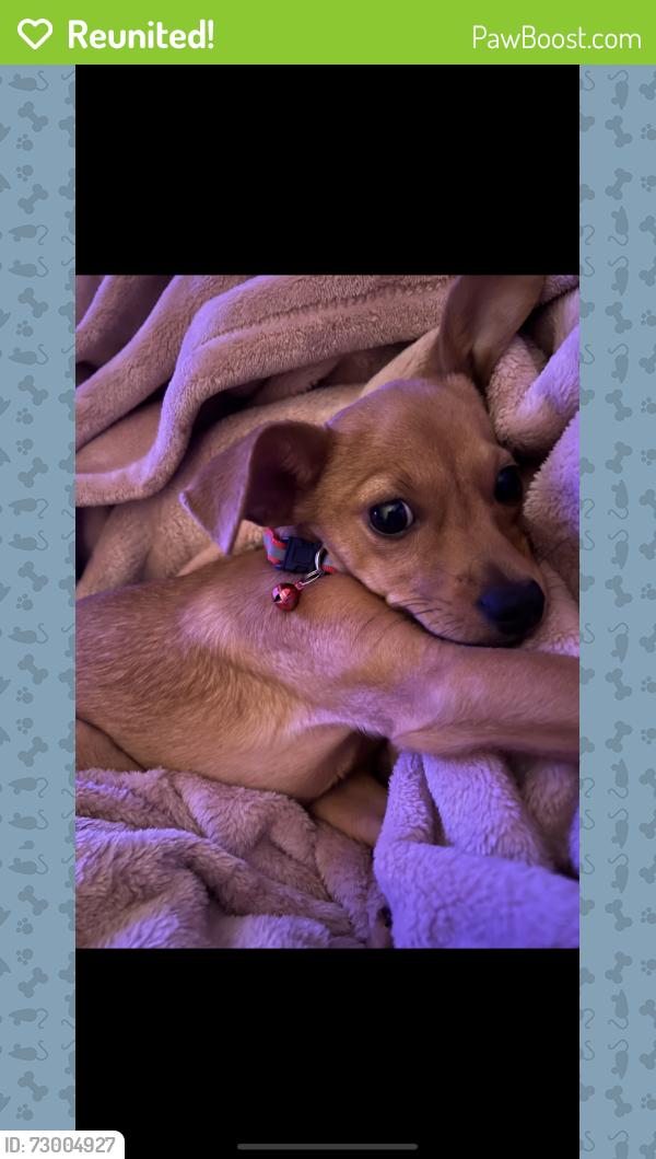 Reunited Male Dog last seen Cinnabar Drive, Frisco, TX 75035