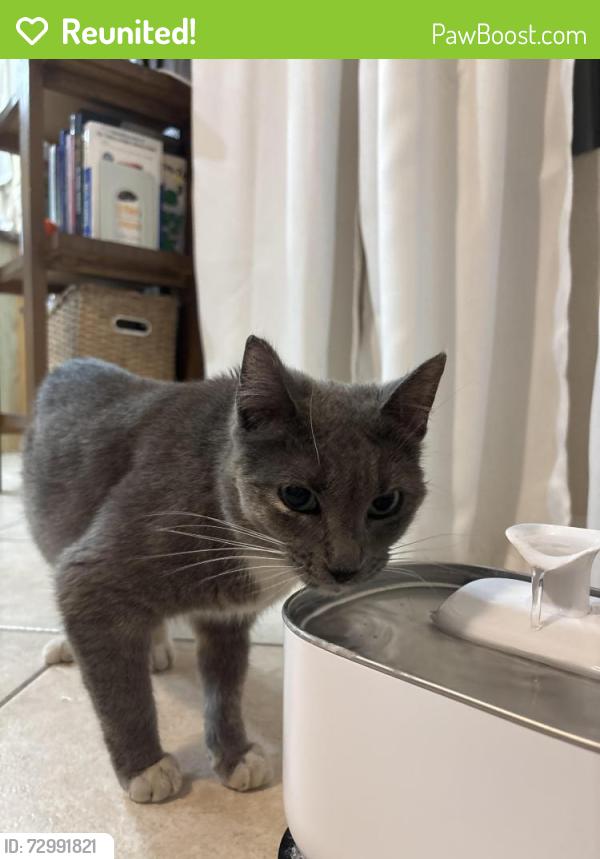 Reunited Female Cat last seen Windcrest Dr and Concord Circle, Fontana, CA 92337