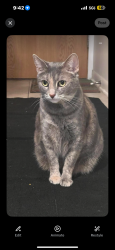 Lost Female Cat last seen Lilac lan, Willowbrook, IL 60527