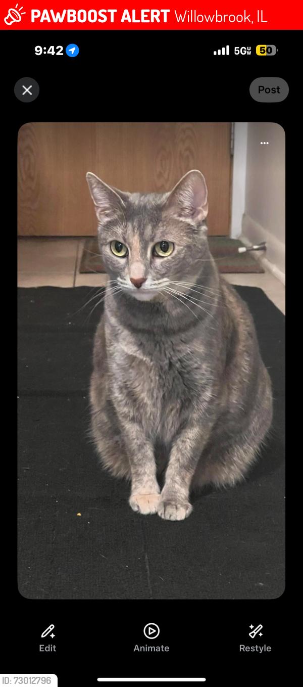 Lost Female Cat last seen Lilac lan, Willowbrook, IL 60527