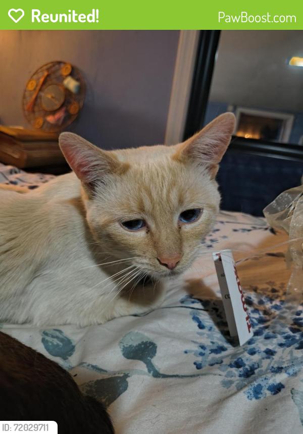 Reunited Male Cat last seen Near Fawcet Ave, Tacoma, WA 98408
