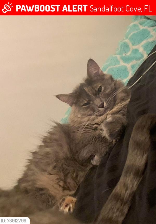 Lost Female Cat last seen Between 3rd Street and lyons road, Sandalfoot Cove, FL 33428
