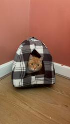 Lost Male Cat last seen Ash football pitch , Cumbernauld, Scotland G67 3DY