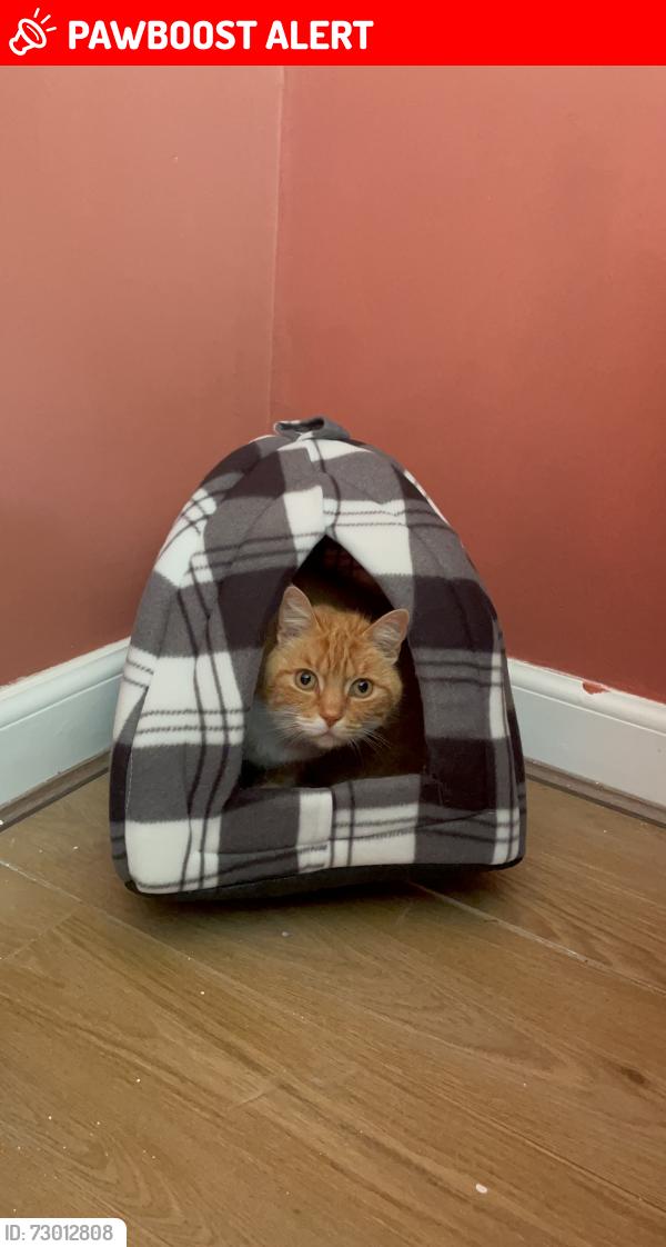 Lost Male Cat last seen Ash football pitch , Cumbernauld, Scotland G67 3DY