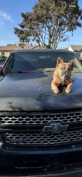 Lost Female Dog last seen East chapel by wells fargo, Santa Maria, CA 93454