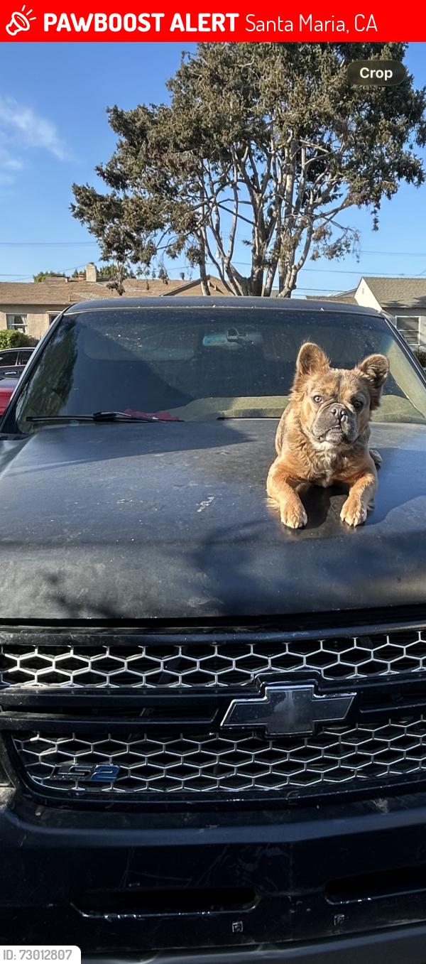 Lost Female Dog last seen East chapel by wells fargo, Santa Maria, CA 93454