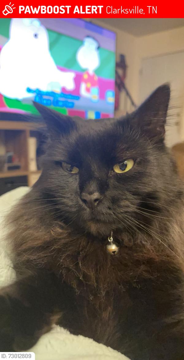 Lost Male Cat last seen West Knollwood Circle , Clarksville, TN 37043