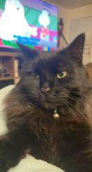 Lost Male Cat last seen West Knollwood Circle , Clarksville, TN 37043