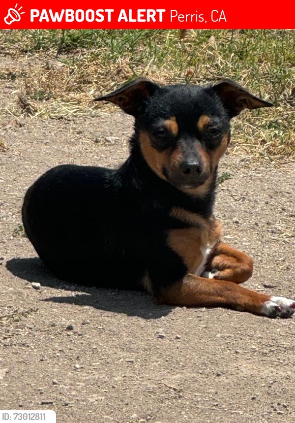 Lost Female Dog last seen Redlands, Perris, CA 92571