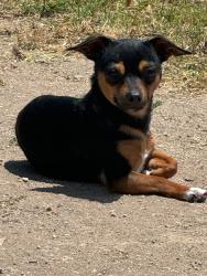 Lost Female Dog last seen Redlands, Perris, CA 92571
