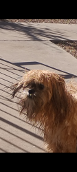 Reunited Male Dog last seen Greenway and vanwagon, Henderson, NV 89002