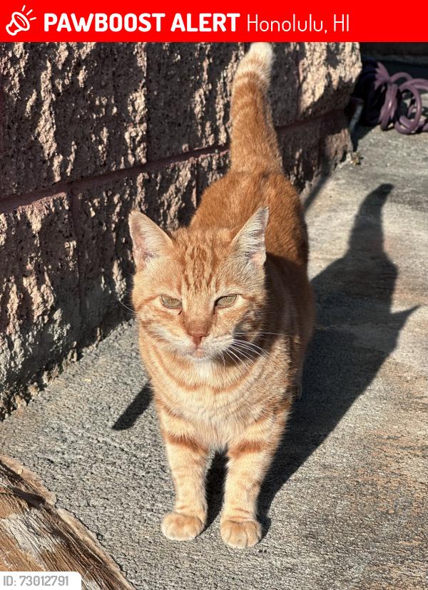 Lost Male Cat last seen Ala Mahamoe & Mahaoo Place (below Tripler), Honolulu, HI 96819