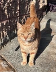 Lost Male Cat last seen Ala Mahamoe & Mahaoo Place (below Tripler), Honolulu, HI 96819